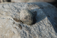 Nerita planospira