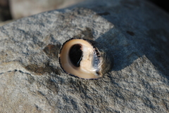 Nerita planospira