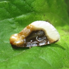Chrysoecia scira