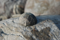 Nerita planospira