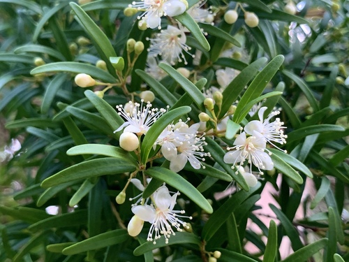 Eugenia sprengelii