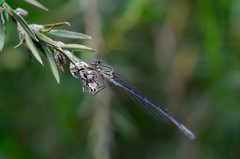 Pseudagrion draconis