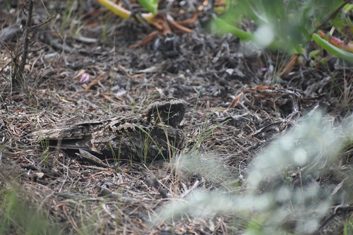 Fiery-necked Nightjar (Caprimulgus pectoralis), photo 10