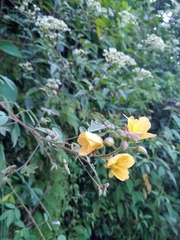 Chamaecrista hispidula