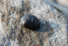Nerita undata