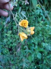 Chamaecrista hispidula