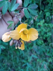 Chamaecrista hispidula