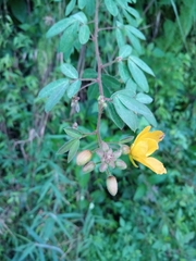 Chamaecrista hispidula