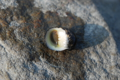 Nerita undata