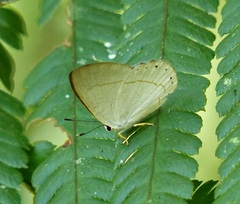 Euselasia eusepus