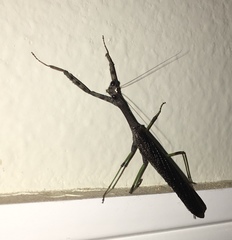 Stagmomantis carolina