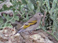 Lawrence's Goldfinch photo 2