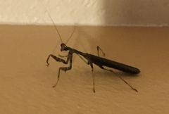 Stagmomantis carolina