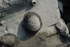 Nerita histrio