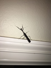 Stagmomantis carolina