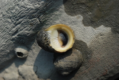 Nerita histrio