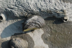 Nerita histrio