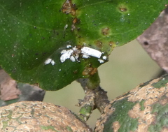 Praelongorthezia praelonga