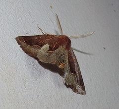 Drepanogynis ectoglauca