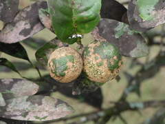 Praelongorthezia praelonga