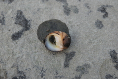 Nerita undata