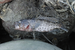 Epinephelus malabaricus