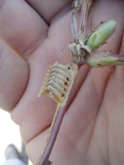 Empusa pennicornis