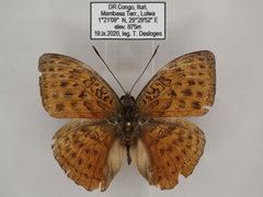 Bebearia zonara