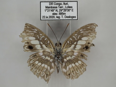 Euptera elabontas elabontas