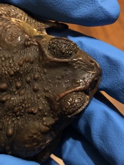 Rhinella horribilis