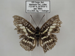 Euptera elabontas elabontas