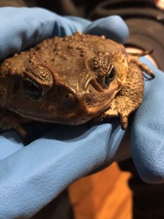 Rhinella horribilis