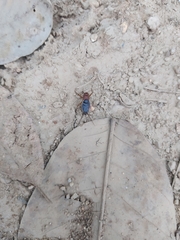 Grylloidea
