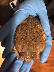 Rhinella horribilis