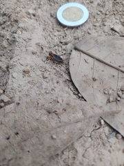 Grylloidea