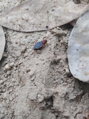 Grylloidea