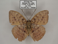 Bebearia zonara