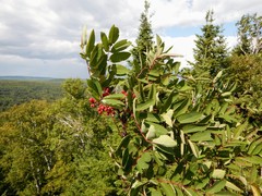 Sorbus decora