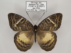 Euriphene saphirina saphirina