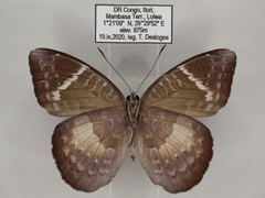 Euriphene saphirina saphirina