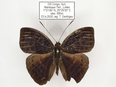 Euriphene saphirina saphirina