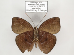 Euriphene saphirina saphirina