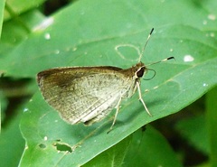 Synapte malitiosa antistia
