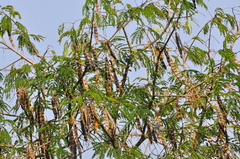 Parapiptadenia rigida