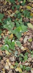 Lamium album