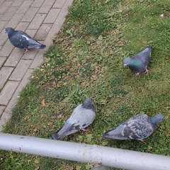 Columba livia domestica