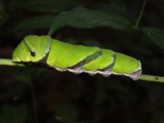 Papilio helenus daksha