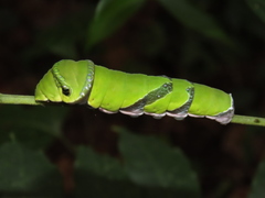 Papilio helenus daksha