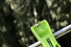 Verrucosa scapofracta