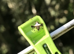 Verrucosa scapofracta